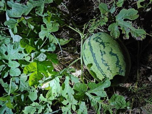 吃瓜视频苏六,吃瓜视频中的“瓜王”传奇