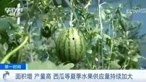 华西吃瓜群众,揭秘当地独特饮食文化