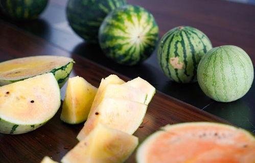 浙江农林 吃瓜,瓜果飘香，校园生活趣味盎然