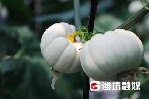 昌乐医院吃瓜事件,真相揭秘与公众反响盘点