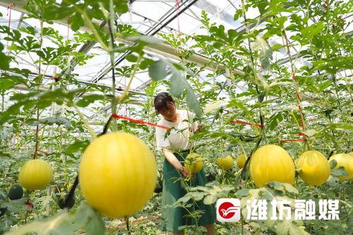 昌乐医院吃瓜事件,真相揭秘与公众反响盘点