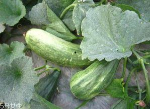 怎么吃棱瓜,解锁健康美味的吃法秘诀