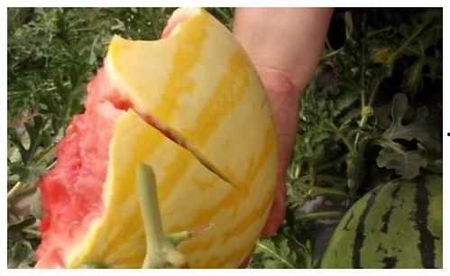 梦见吃黄皮瓜,黄皮瓜的神秘诱惑