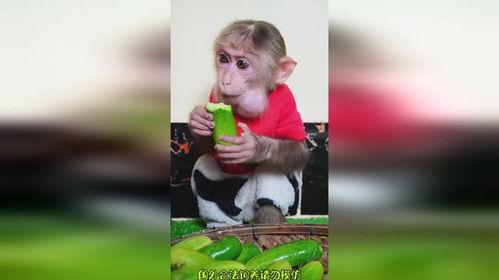 看猴哥吃瓜和小明吃瓜视频,趣味吃瓜大比拼