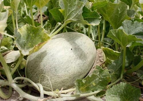 刺梨吃瓜怎么没了,一场意外的消失之旅