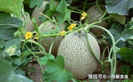 哈密瓜怎么吃对心脏好,天然心脏守护者