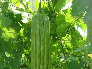 普普吃瓜,揭秘娱乐圈幕后故事