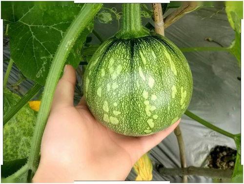 小乳瓜都怎样吃