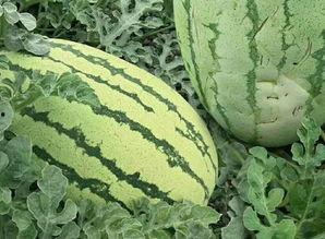 绿香妃瓜怎么吃,绿香妃瓜的多样食用指南