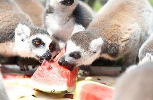 喂动物吃瓜,动物们的美味盛宴