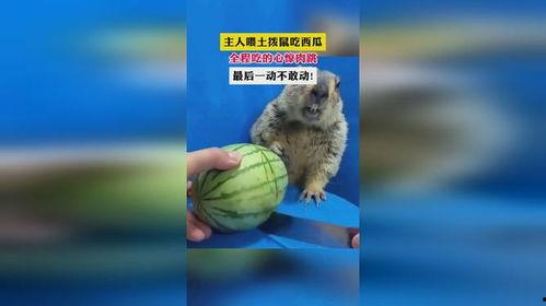 喂动物吃瓜,动物们的美味盛宴