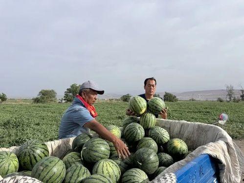 川农吃瓜地方,探寻校园里的悠闲时光