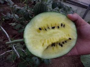 种小瓜自己吃视频,种小瓜视频教你轻松收获美味瓜果