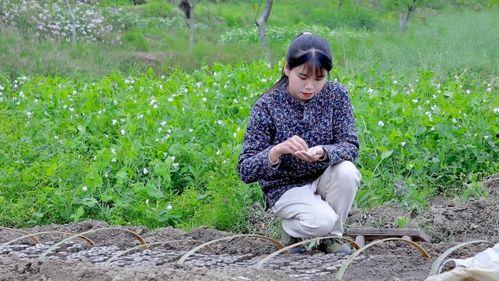 种小瓜自己吃视频,种小瓜视频教你轻松收获美味瓜果
