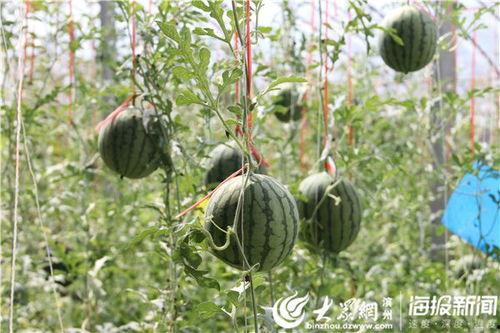 大巴黎吃瓜视频,揭秘网红美食背后的故事