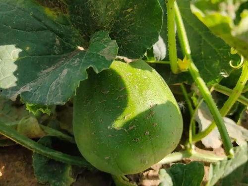 龄龙吃瓜,揭秘娱乐圈背后的那些事儿