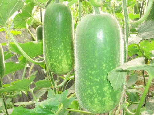 肥西吃瓜大赛,一场全民参与的夏日狂欢盛宴