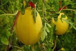 吃瓜群大合集,揭秘网络社交圈的趣味与争议