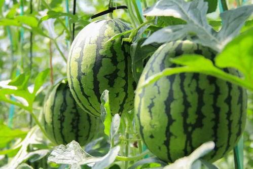 吃瓜群众西瓜箱子