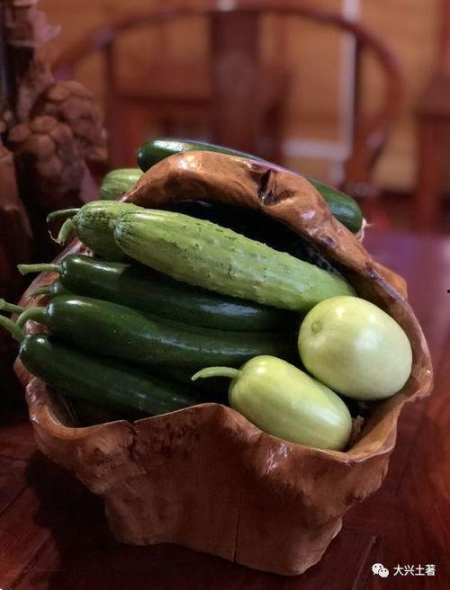 胖网红吃瓜,趣味横生瞬间引爆网络