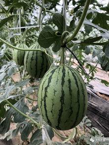 胖网红吃瓜,趣味横生瞬间引爆网络