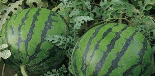 吃瓜的好句子,那些让人捧腹大笑的吃瓜好句子