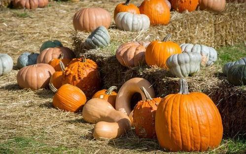 合格的吃瓜选手