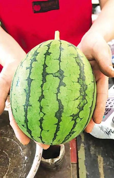 来事可以吃瓜吗