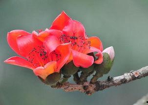 木棉花吃瓜,探寻自然与生活的和谐共鸣