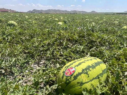 火山电梯带你吃瓜,带你穿越火山，品尝地心美味瓜果
