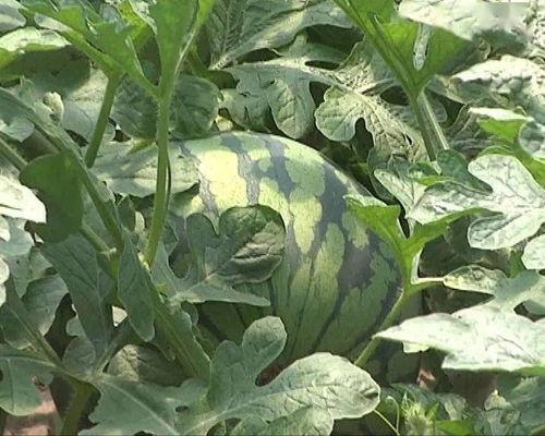 吃瓜高雅说法,一场别开生面的“瓜文化”盛宴