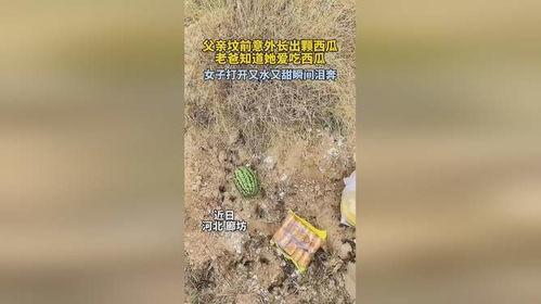 小说坟前吃瓜,揭秘尘封往事的惊悚悬疑之旅  第2张