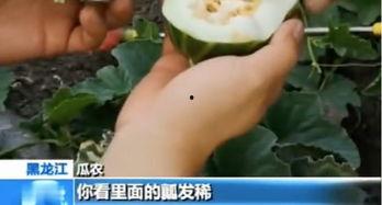 平邑吃瓜啦  第2张