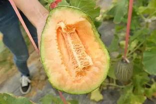 吃哈密瓜的推销,尽享夏日果香美味