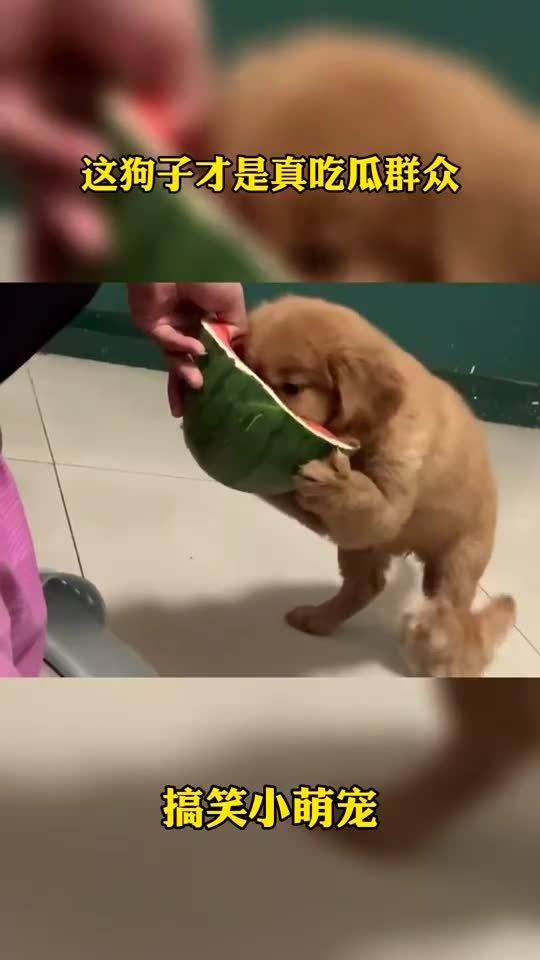 吃瓜群众好家伙,好家伙，这瓜太精彩了！  第2张