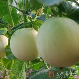 吃瓜甜嗓子是过敏,揭秘“吃瓜甜嗓子”之谜  第3张