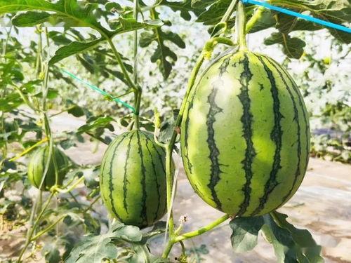 河北铺吃瓜详情