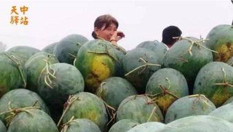 国贸360吃瓜现场,揭秘娱乐圈最新热点事件