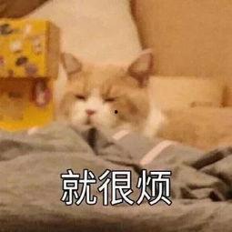 贝贝瓜给猫吃,猫咪美食秘籍，揭秘猫咪健康饮食之道