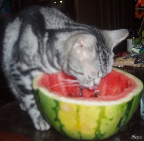 贝贝瓜给猫吃,猫咪美食秘籍，揭秘猫咪健康饮食之道  第2张
