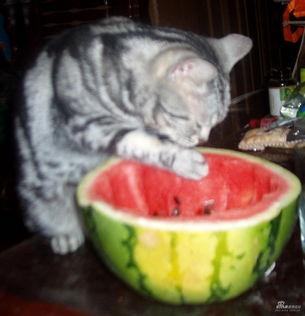 贝贝瓜给猫吃,猫咪美食秘籍，揭秘猫咪健康饮食之道  第3张
