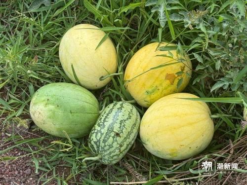 遵化二达子吃瓜,瓜田里的欢乐时光  第1张