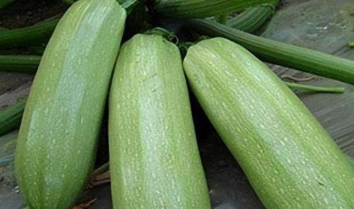 遵化二达子吃瓜,瓜田里的欢乐时光  第2张